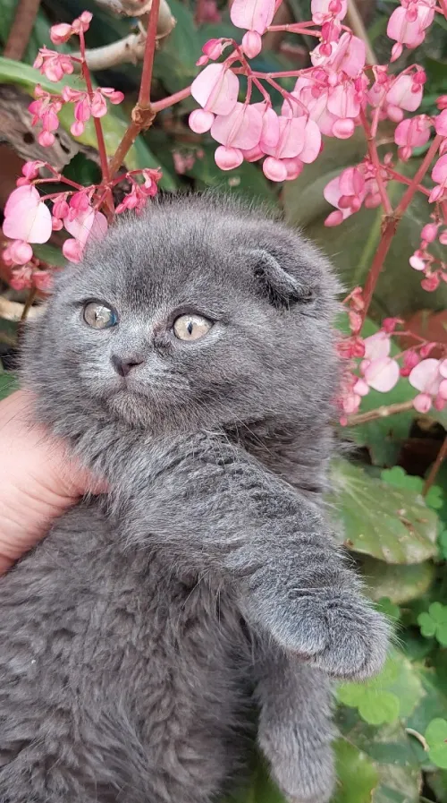 Chat Scottish fold et british shorthair