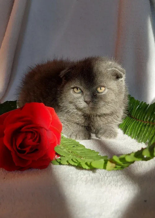 Chat Scottish fold et british shorthair