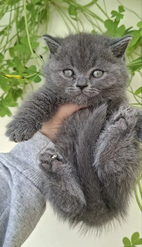 Scottish fold/ British shorthair