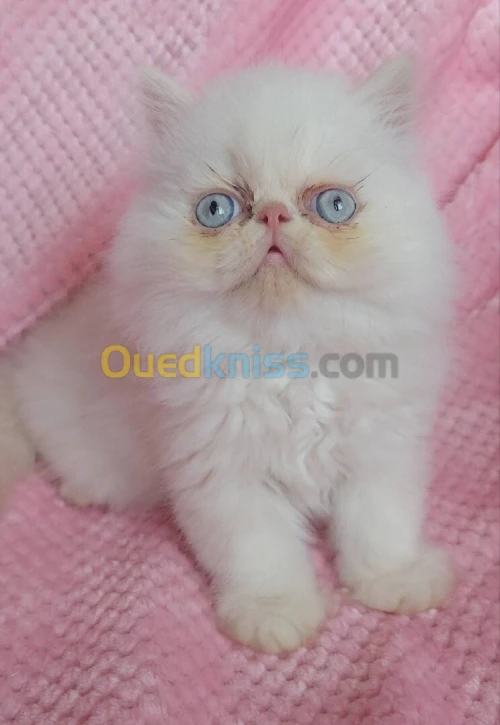 Chat persan peke face