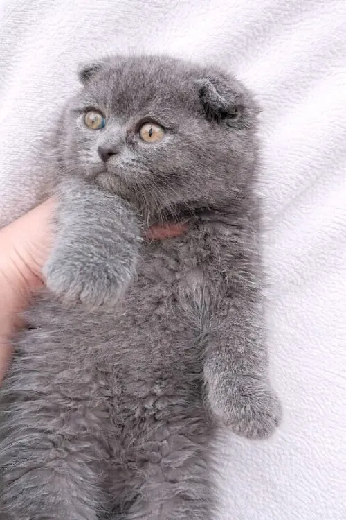 Chat Scottish fold British shorthair