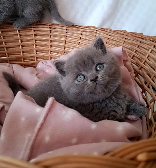 Scottish fold/ British shorthair