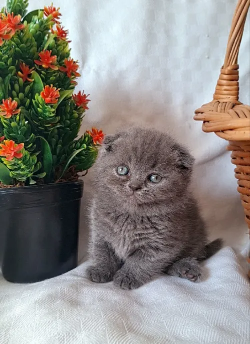 Scottish fold/ British shorthair