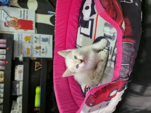 Nouvel arrivage chat siamois