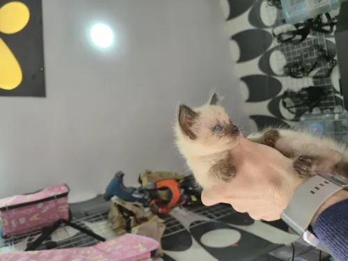 Nouvel arrivage chat siamois