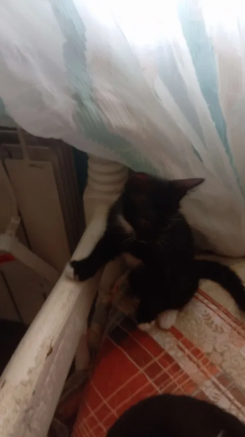 dont de chat