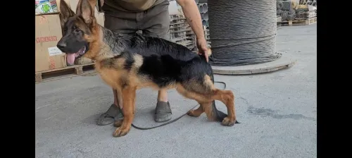 Chiots Berger Allemand pedigree 