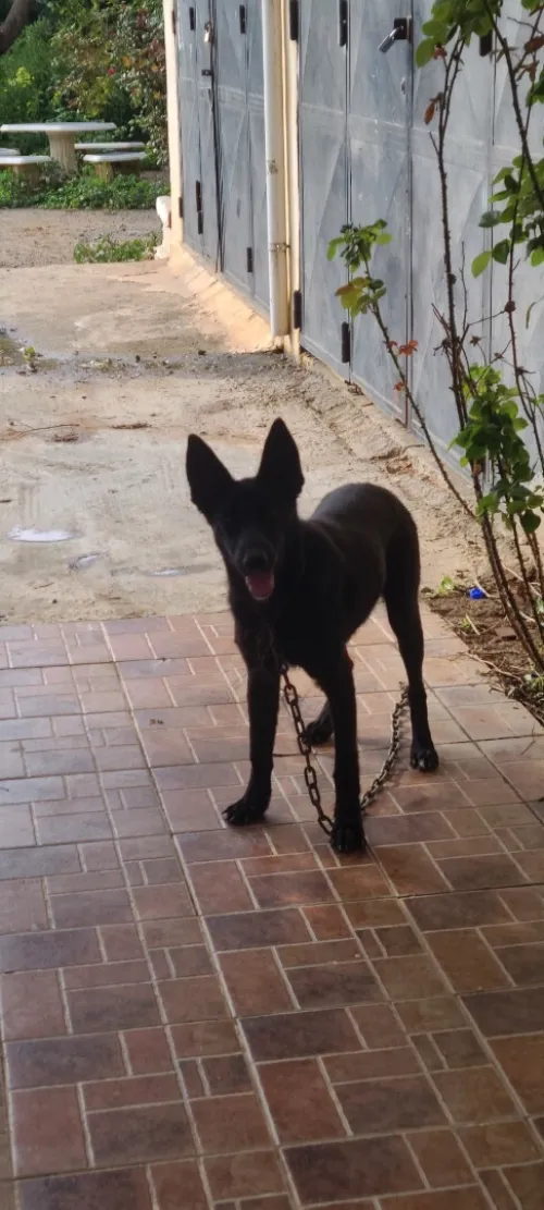 Malinois noir pure race