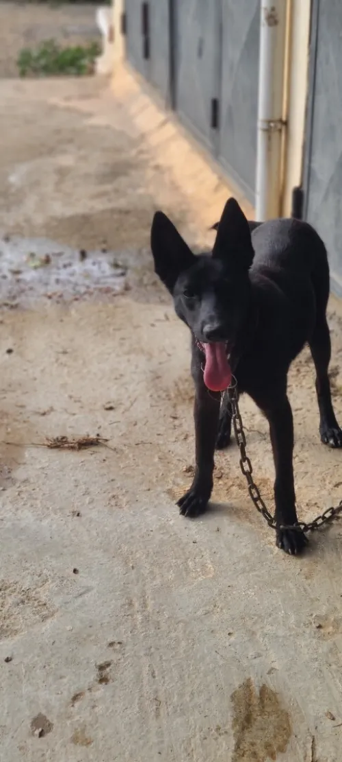 Malinois noir pure race