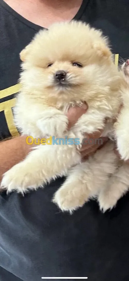  Spitz Loulou de Poméranie 