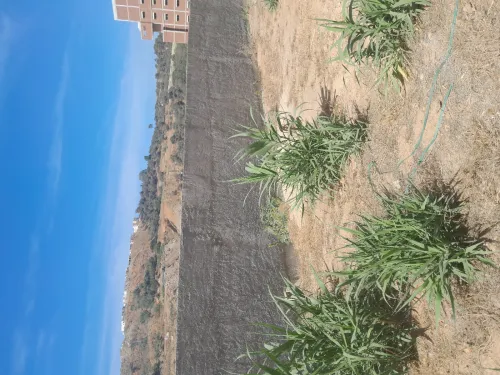 Vente Terrain Alger Cheraga
