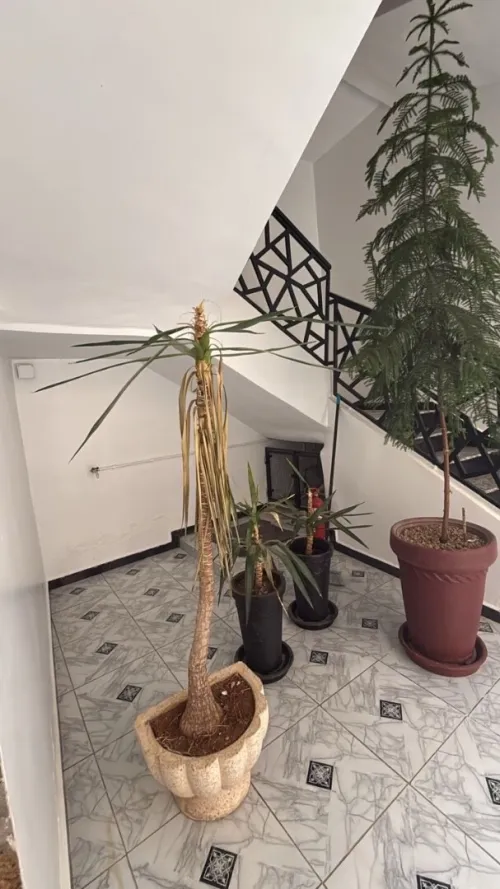 Vente Appartement Duplex F6 Tlemcen Tlemcen