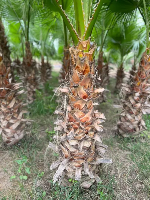 Plante washingtonia