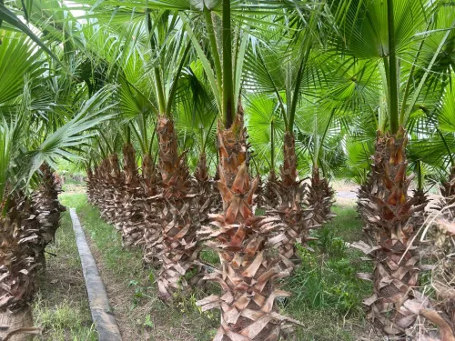 Plante washingtonia