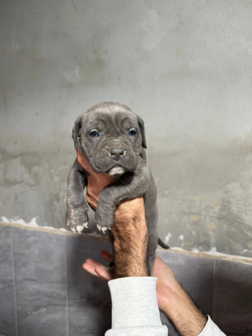 Cane corso