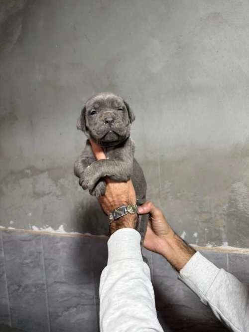 Cane corso