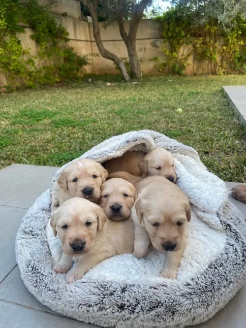 Labrador retriever