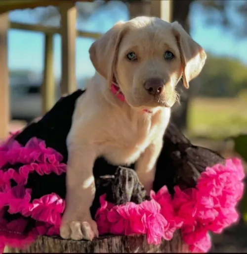 Labrador retriever