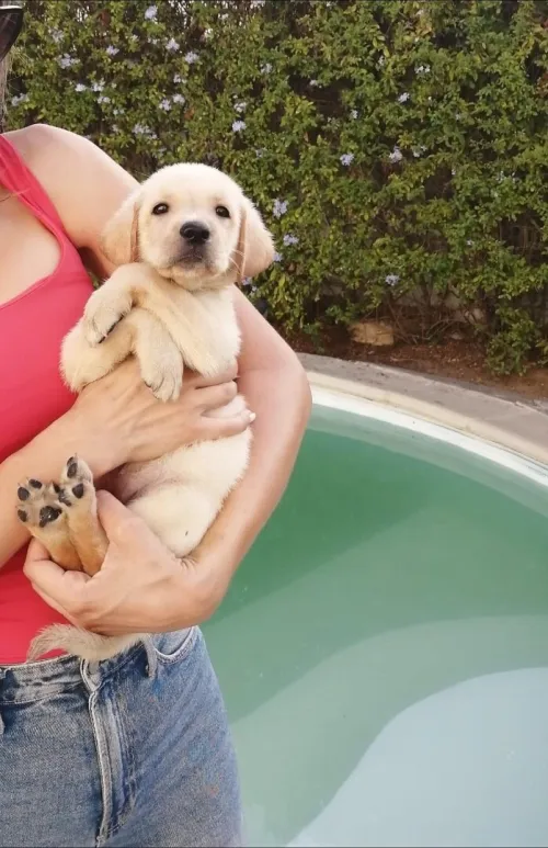 Labrador retriever