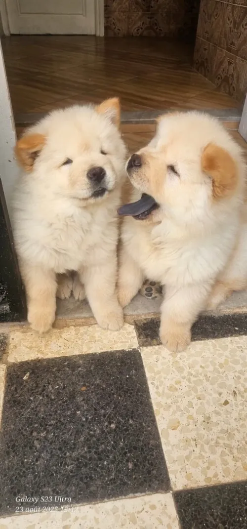 Chow chow 