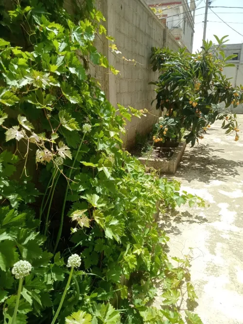 Vente Villa Constantine El khroub