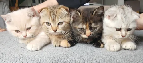 Magnifique mâle Scottish Fold tabby marron, joueur et plein de caractère