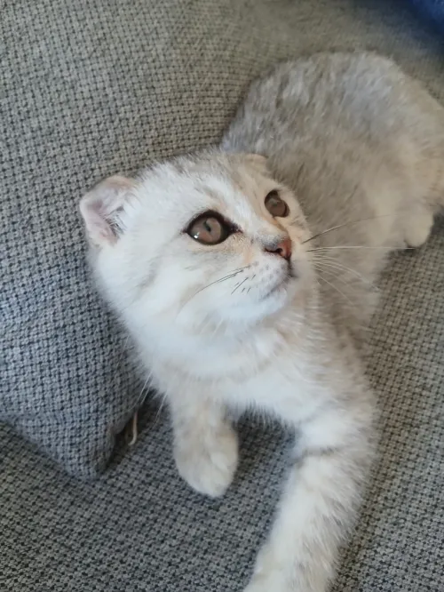 Magnifique Scottish Fold silver aux tons chauds