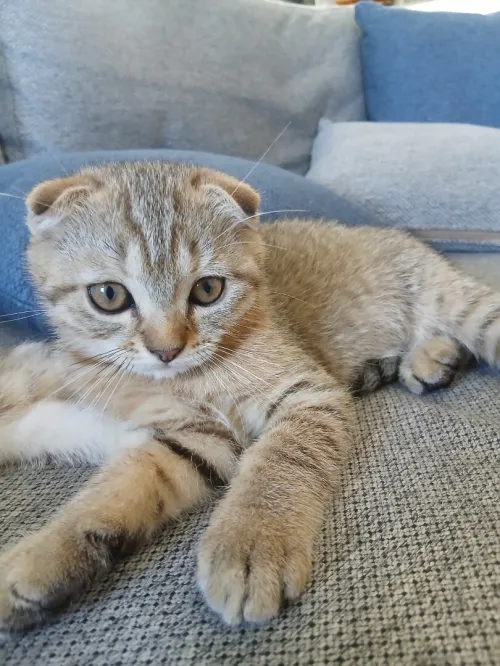 Magnifique mâle Scottish Fold tabby marron, joueur et plein de caractère
