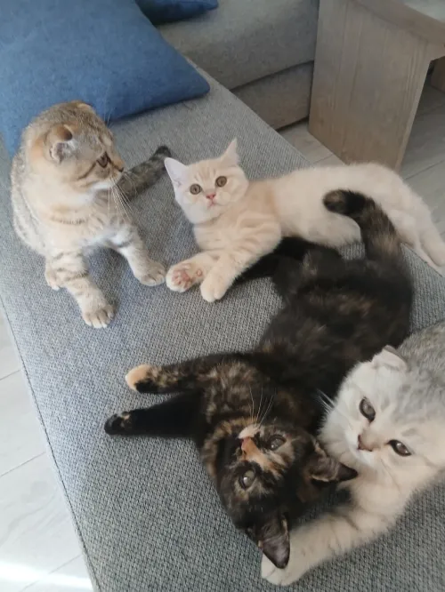 Magnifique mâle type British Shorthair issu de lignée Scottish