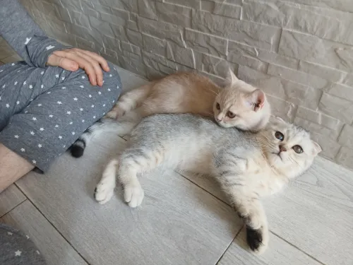 Magnifique mâle type British Shorthair issu de lignée Scottish