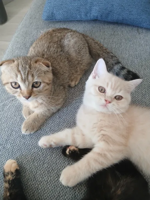 Magnifique mâle Scottish Fold tabby marron, joueur et plein de caractère