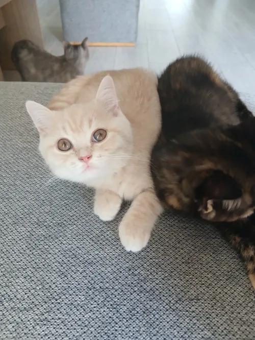 Magnifique mâle type British Shorthair issu de lignée Scottish