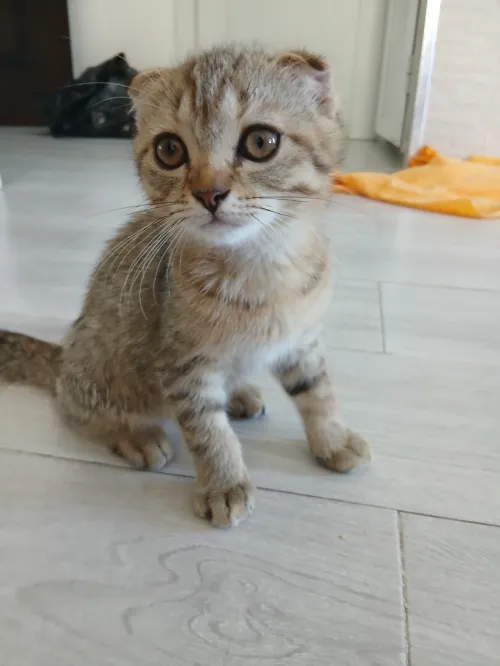 Magnifique mâle Scottish Fold tabby marron, joueur et plein de caractère