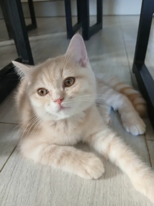 Magnifique mâle type British Shorthair issu de lignée Scottish