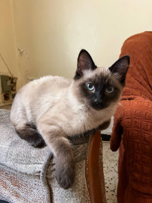 petit chaton siamois de 4 mois 