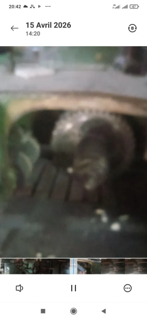 Les machines spécialité  Mouch balai  mouche pioche  mouche marteau mouche bala Mouch rato