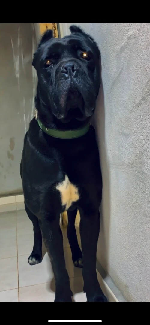Un très beau maL cani corso