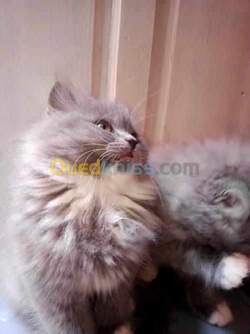 Chat persan 
