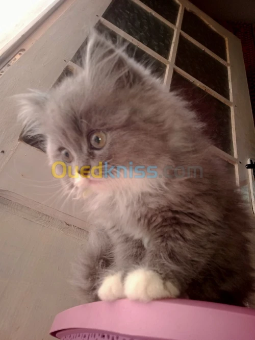 Chat persan