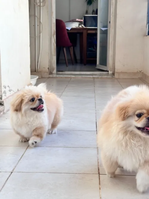 Chiots Pekinois toy 