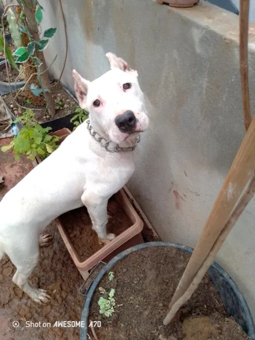 Dog argentin 