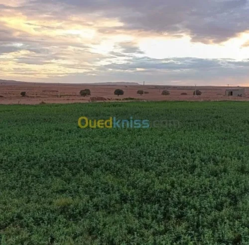 Vente Terrain Djelfa Ain oussara