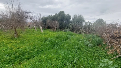 Vente Blida Bougara