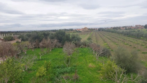 Vente Blida Bougara