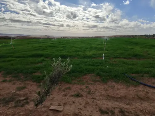 Vente Terrain Agricole Laghouat Laghouat