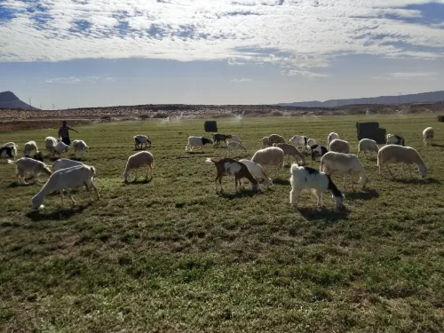 Vente Terrain Agricole Laghouat Laghouat