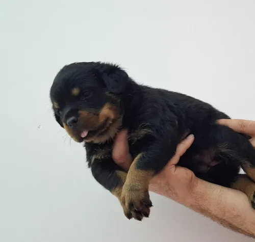 Rottweiler sarbi