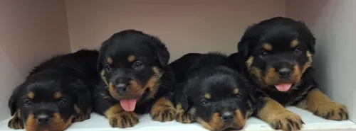 Rottweiler 