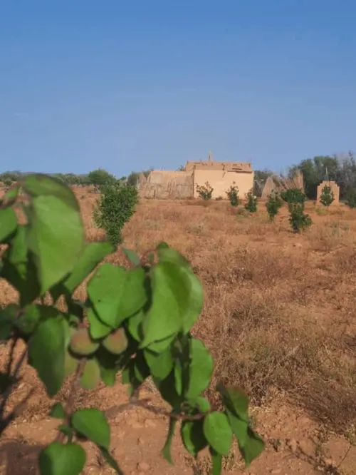 Vente Terrain Agricole Béchar Lahmar