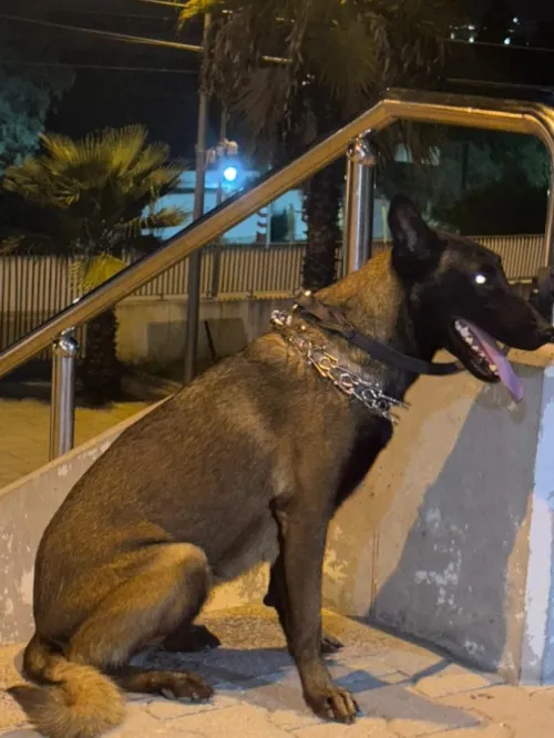 Malinois